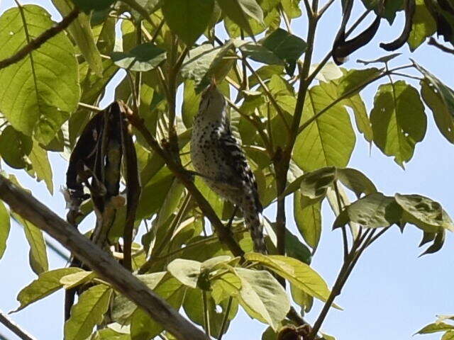 Image of Stripe-backed Wren