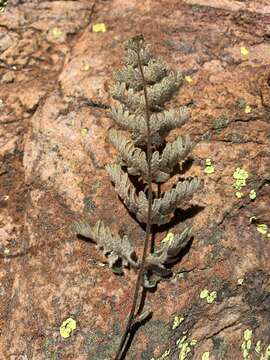 Image of Cheilanthes inaequalis (Kunze) Mett.