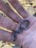 Image of Forest Thread Snake