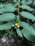 Image of common wireweed