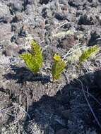 Polypodium pellucidum Kaulf.的圖片