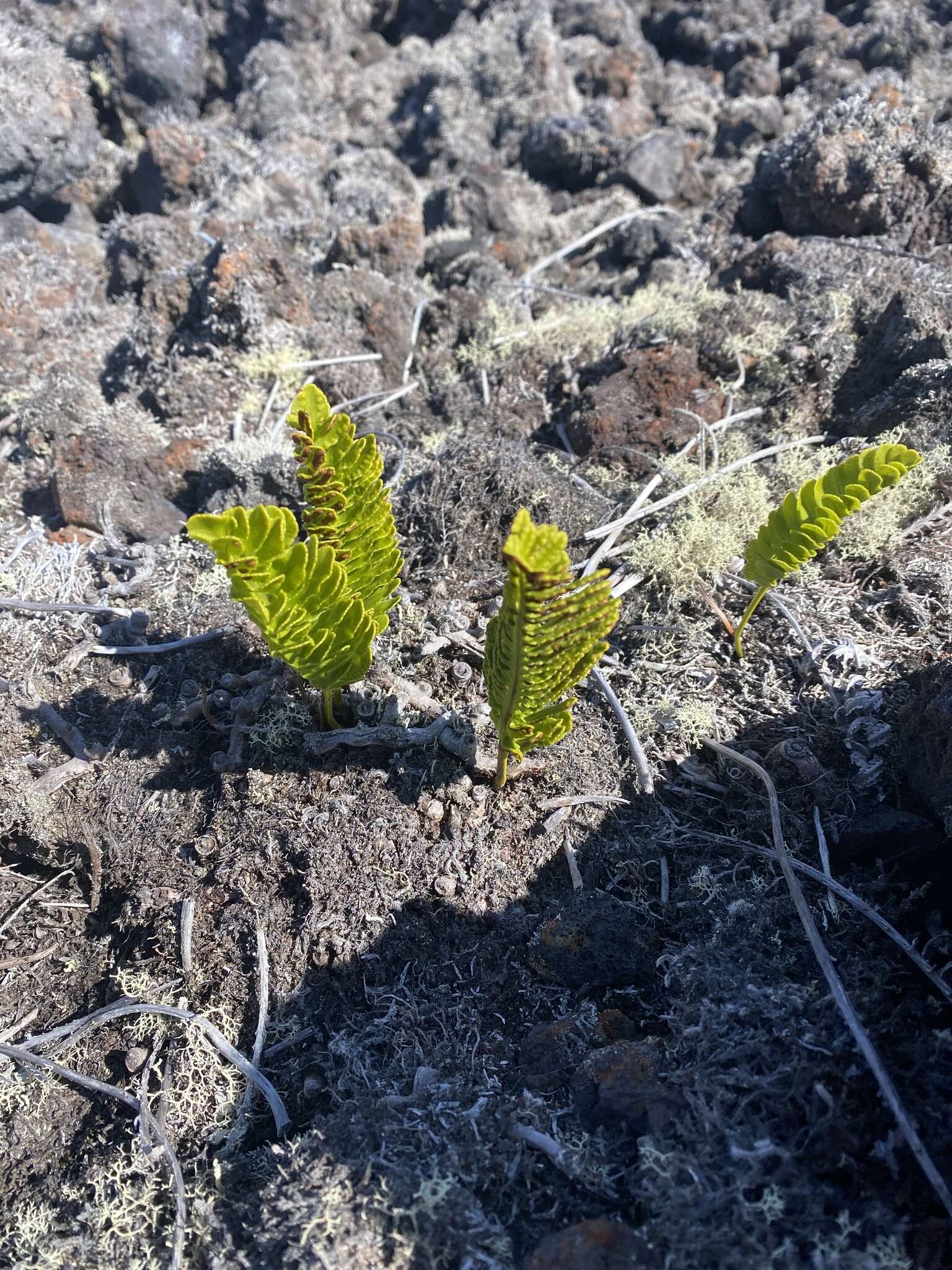 Image de Polypodium pellucidum Kaulf.