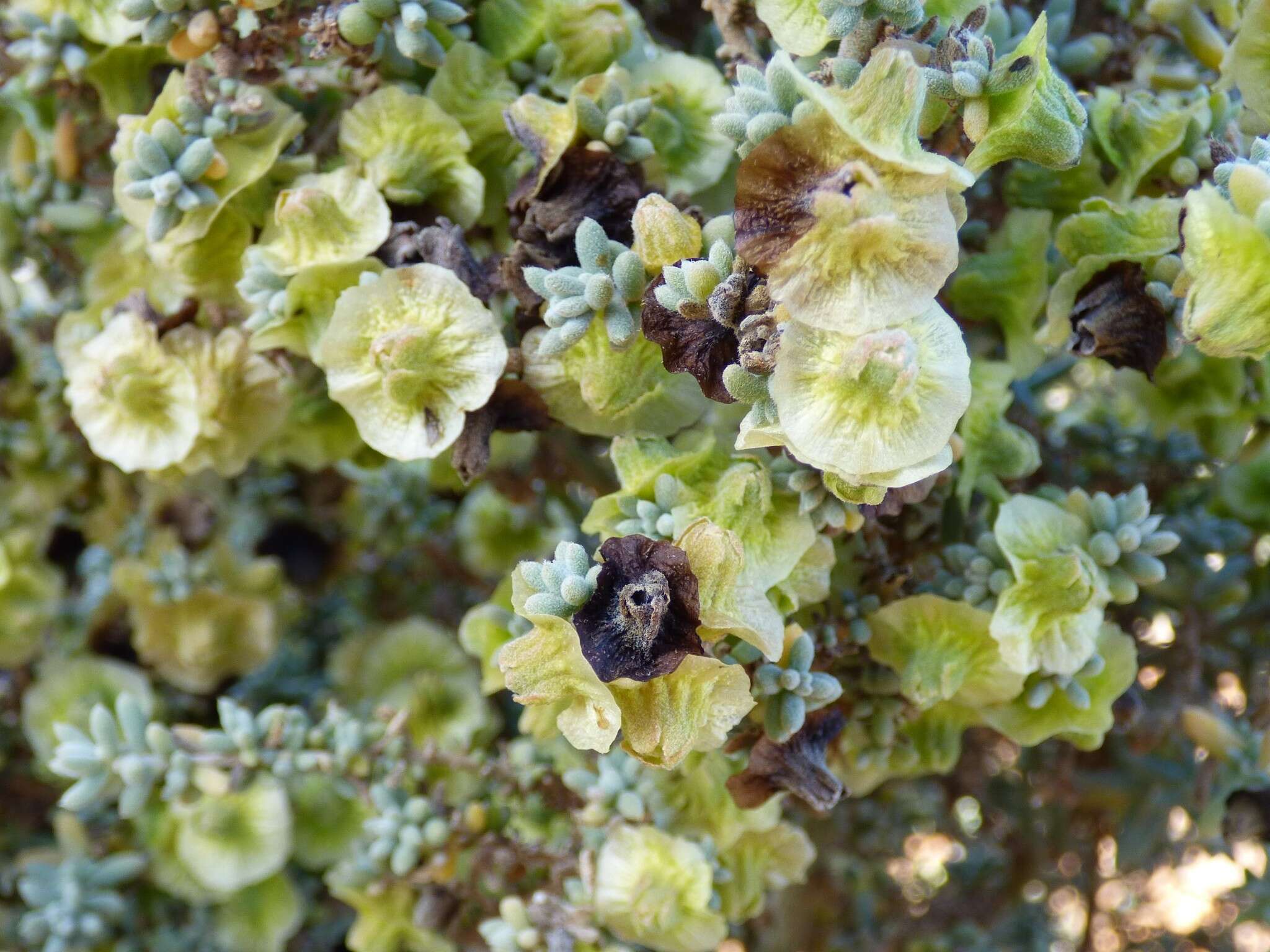 Maireana pyramidata (Benth.) P. G. Wilson resmi