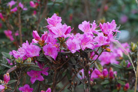 Imagem de Rhododendron rubropilosum Hayata