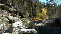 Image of Cupressus arizonica var. montana (Wiggins) Little