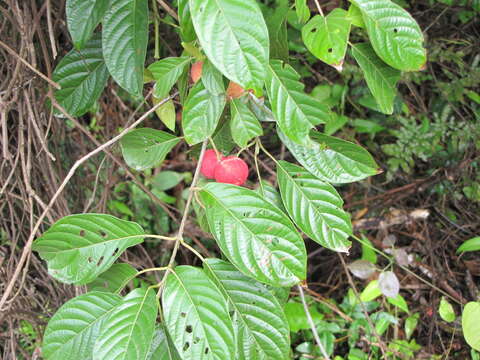 Image of Guettarda foliacea Standl.