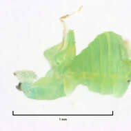 Image of Jumping plant lice