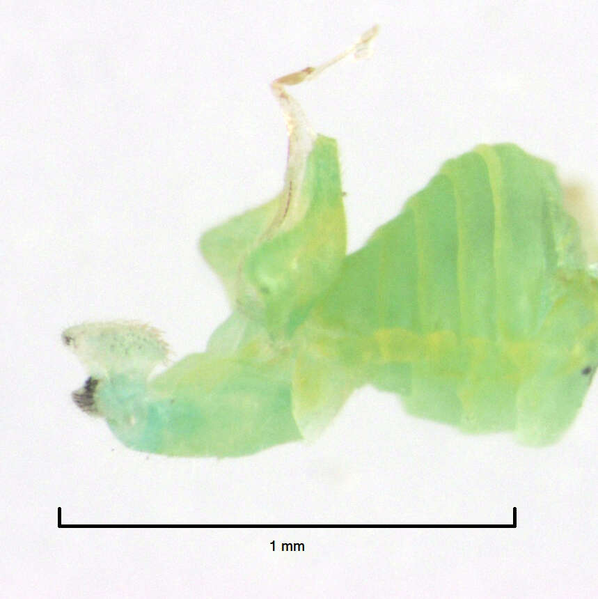 Image of Jumping plant lice