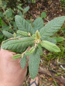 Imagem de Pomaderris apetala subsp. maritima N. G. Walsh & F. Coates