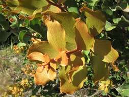 Image of Hakea elliptica (Sm.) R. Br.