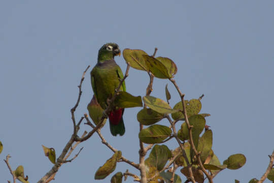 Plancia ëd Pionus maximiliani (Kuhl 1820)