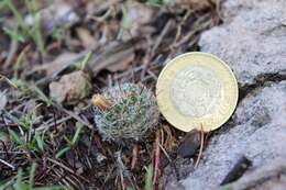 Mammillaria rettigiana Boed.的圖片