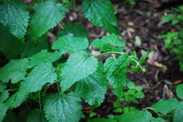 Imagem de Urtica morifolia Poir.