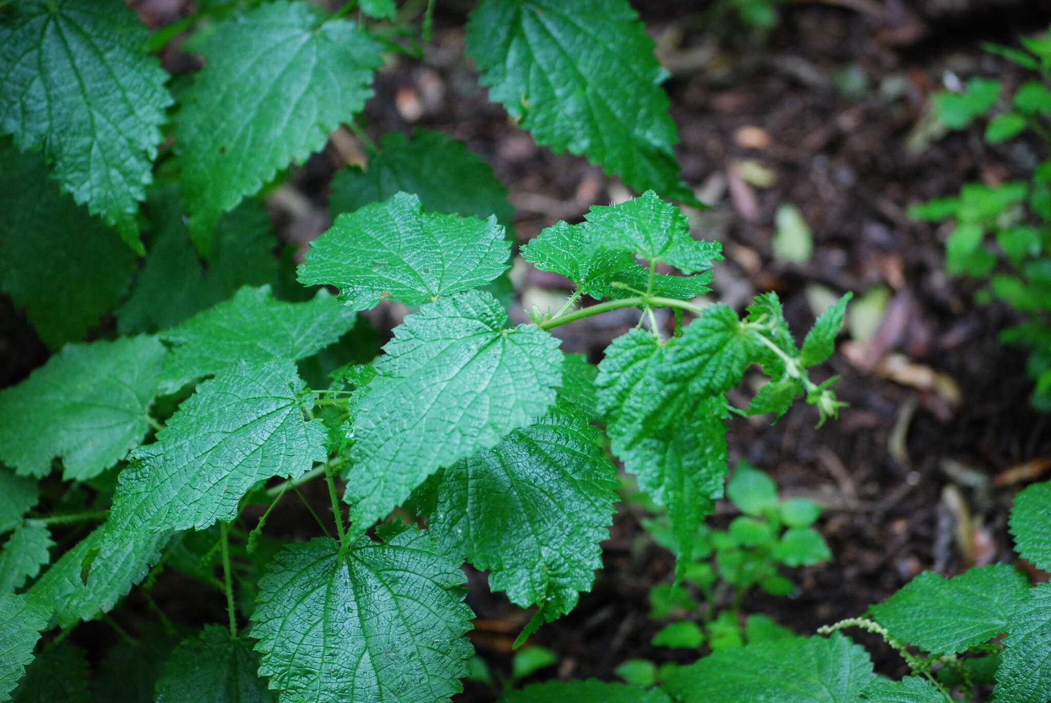 Imagem de Urtica morifolia Poir.