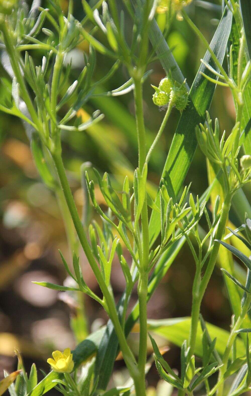 Image of corn buttercup