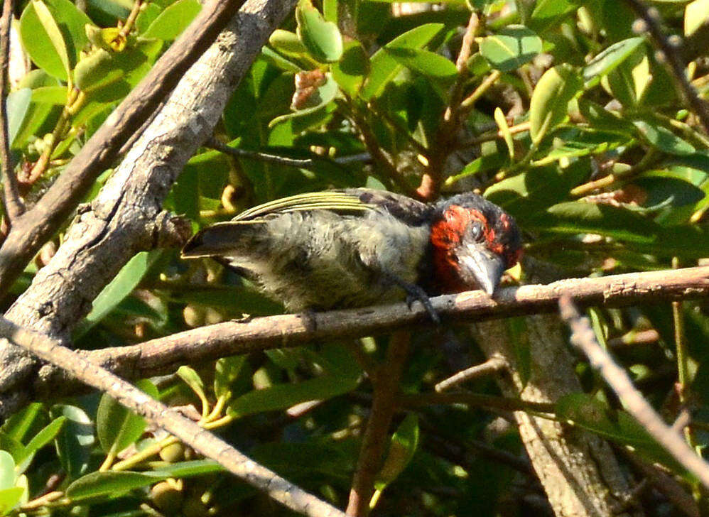 صورة Lybius torquatus torquatus (Dumont 1805)