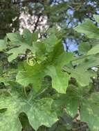 Image of Coccinia rehmannii Cogn.