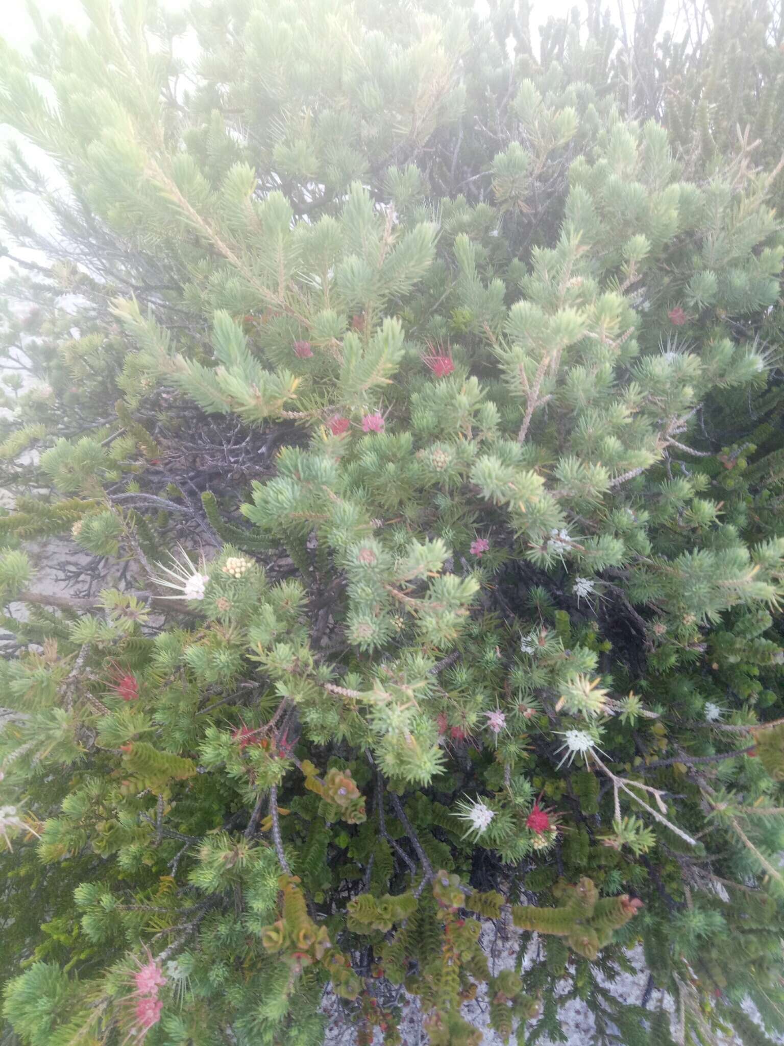 Image of Darwinia fascicularis Rudge