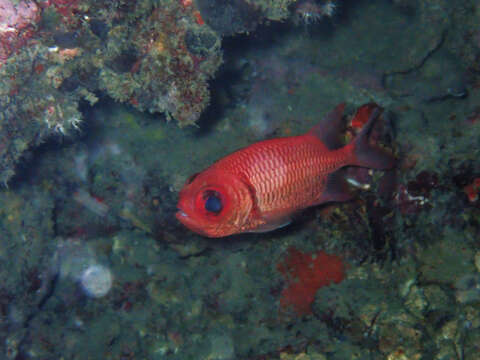 Image of Blacktip Soldierfish