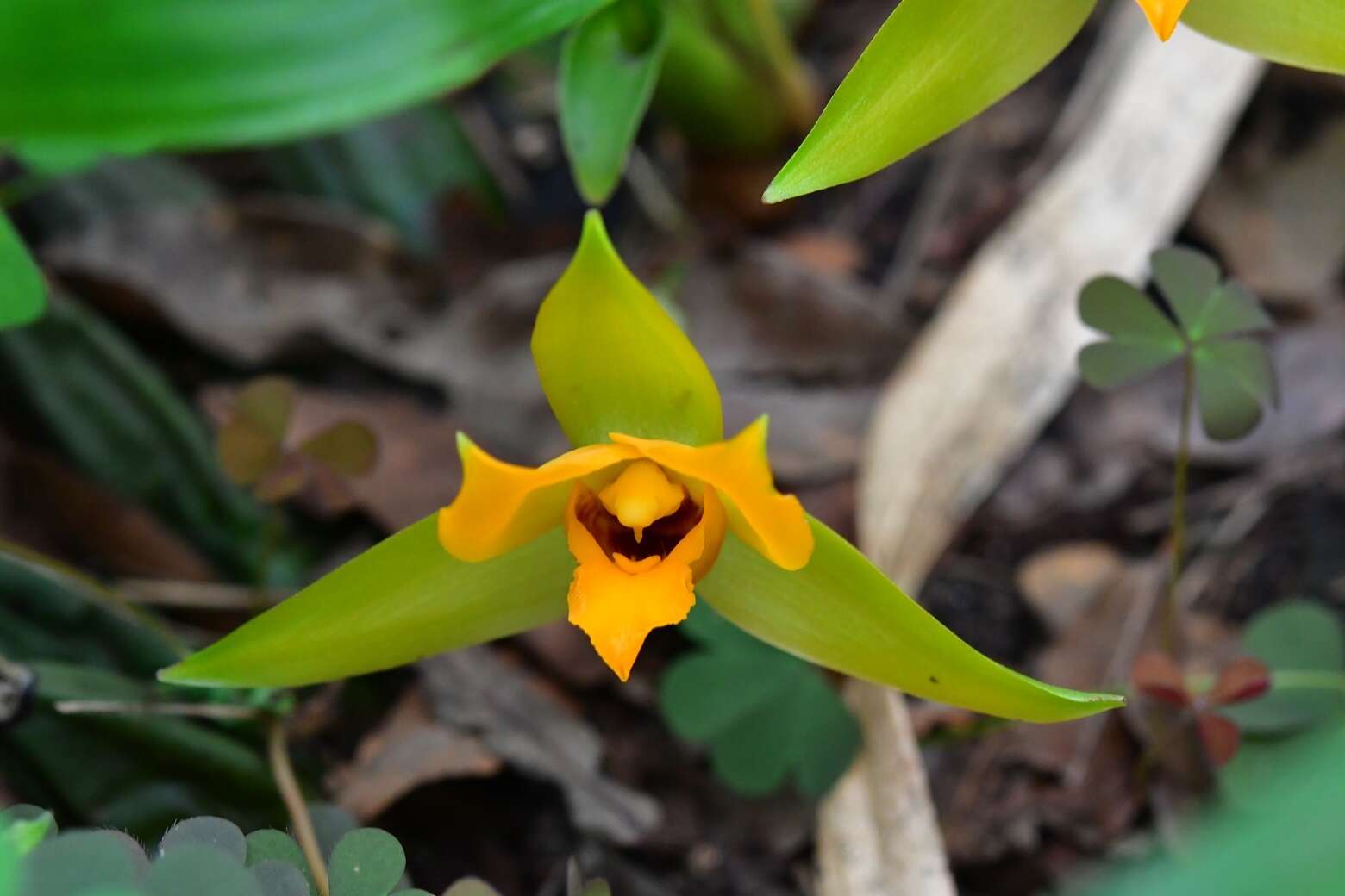 Imagem de Lycaste cruenta (Lindl.) Lindl.