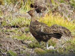 Imagem de Lagopus lagopus scotica (Latham 1787)