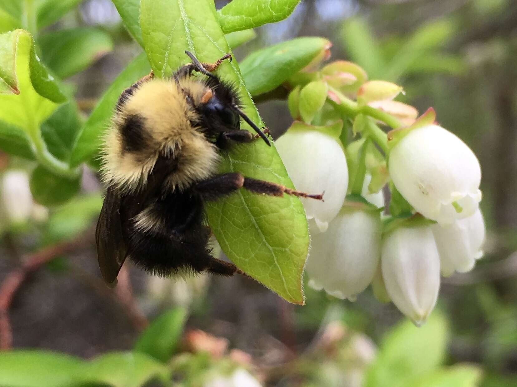 Imagem de Bombus flavidus Eversmann 1852