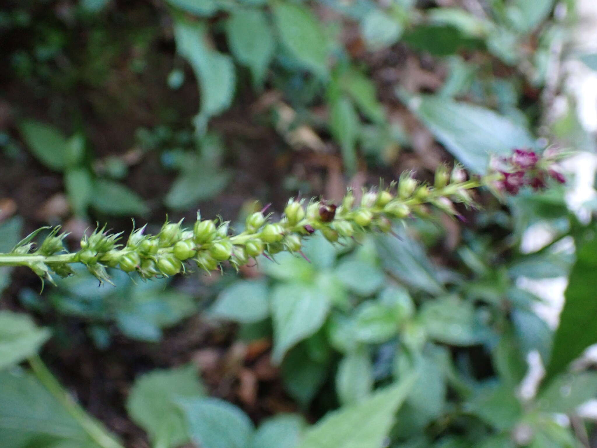 Image de Veronicastrum formosanum (Masam.) Yamazaki