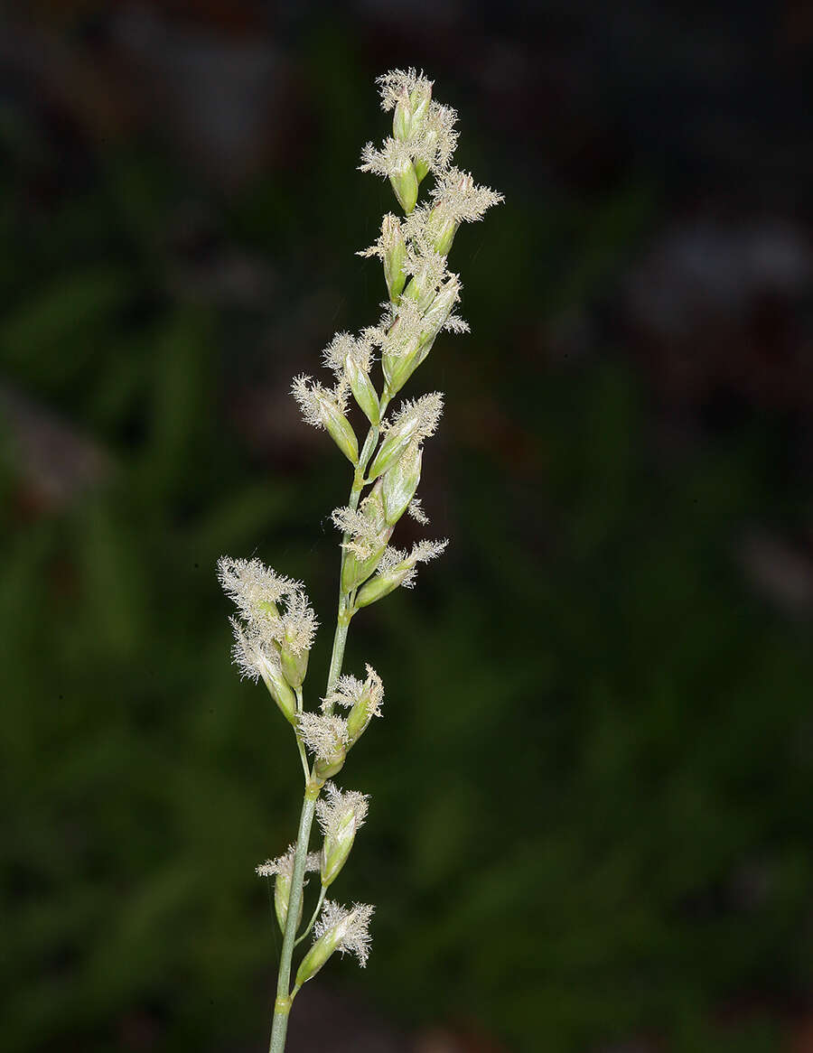 Image de Festuca kingii (S. Watson) Cassidy