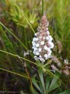 Image of Spatalla curvifolia Salisb.