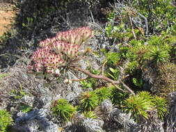 Image of Annesorhiza macrocarpa Eckl. & Zeyh.