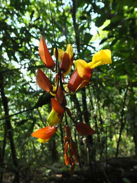 Image of Clock vine