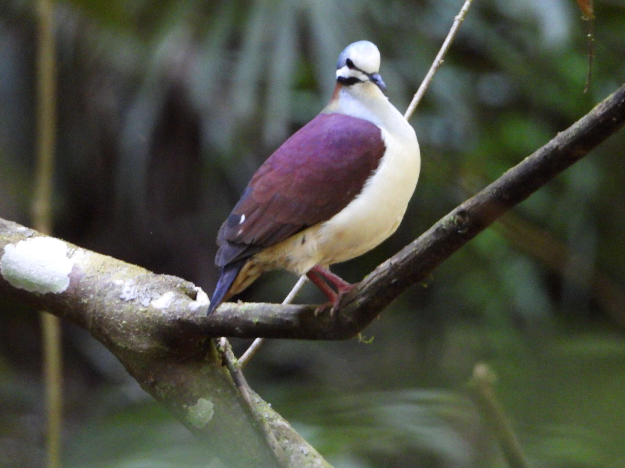 Image of Saphire Quail Dove