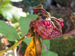 Image of Paeonia coriacea Boiss.