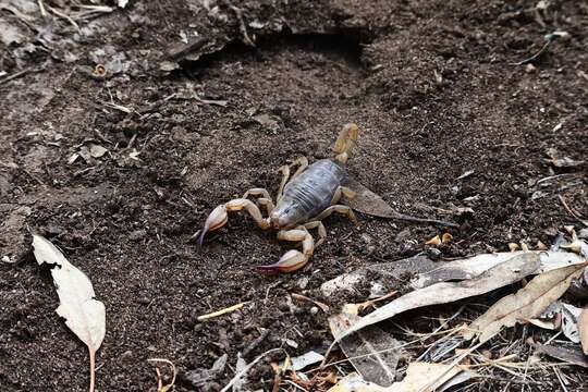 Urodacus elongatus L. E. Koch 1977 resmi