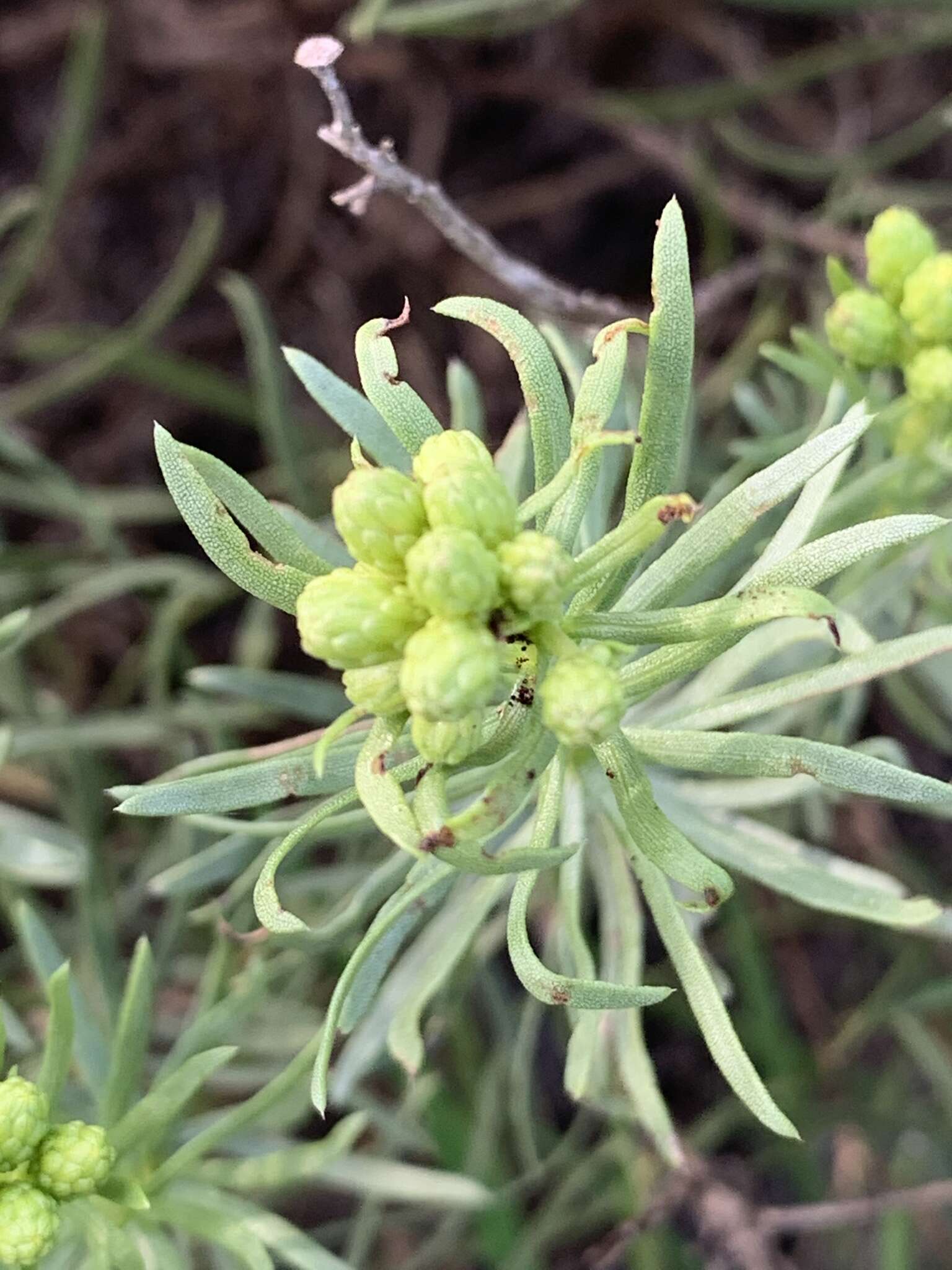 Image of Drummond's goldenbush