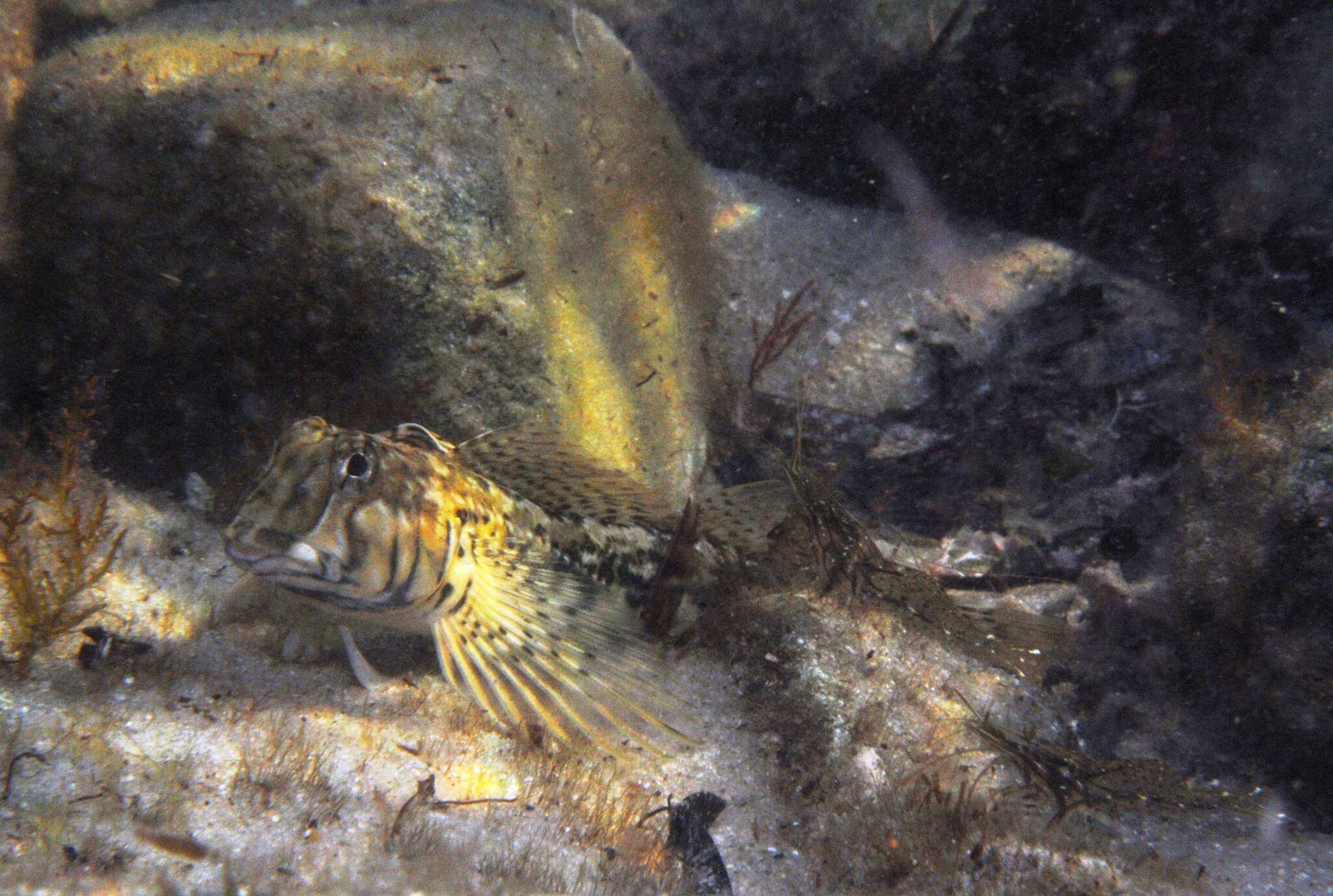 Image of Western Jumping Blenny