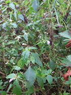 Image de Impatiens furcillata Hemsl. ex Forb. & Hemsl.