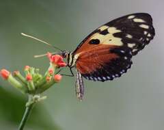 Image of Heliconius hecale melicerta