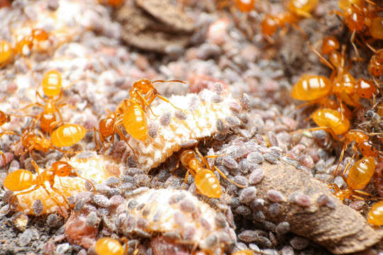 Imagem de <i>Lasius latipes</i>