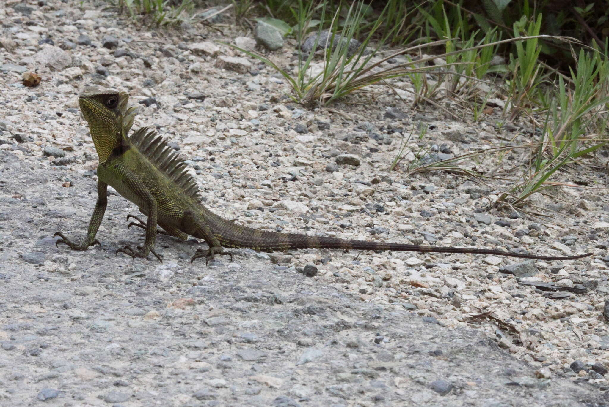 Image of Bleeker's Forest Dragon