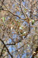 Image of Lavender croton