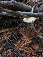 Image of Stropharia ambigua (Peck) Zeller 1914