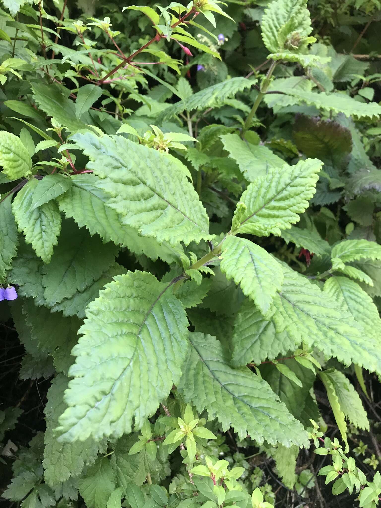 Image of Jovellana punctata Ruiz & Pav.