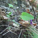 Image of Viola hirtipes S. Moore