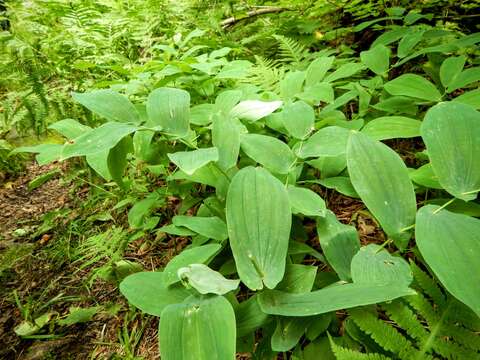 Image de Uvularia grandiflora Sm.