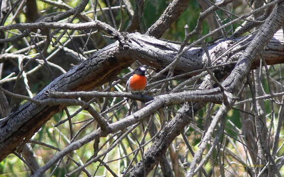 Image of Scarlet Robin