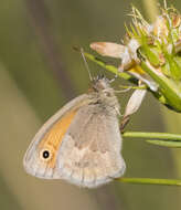 Image of Coenonympha pamphilus lyllus