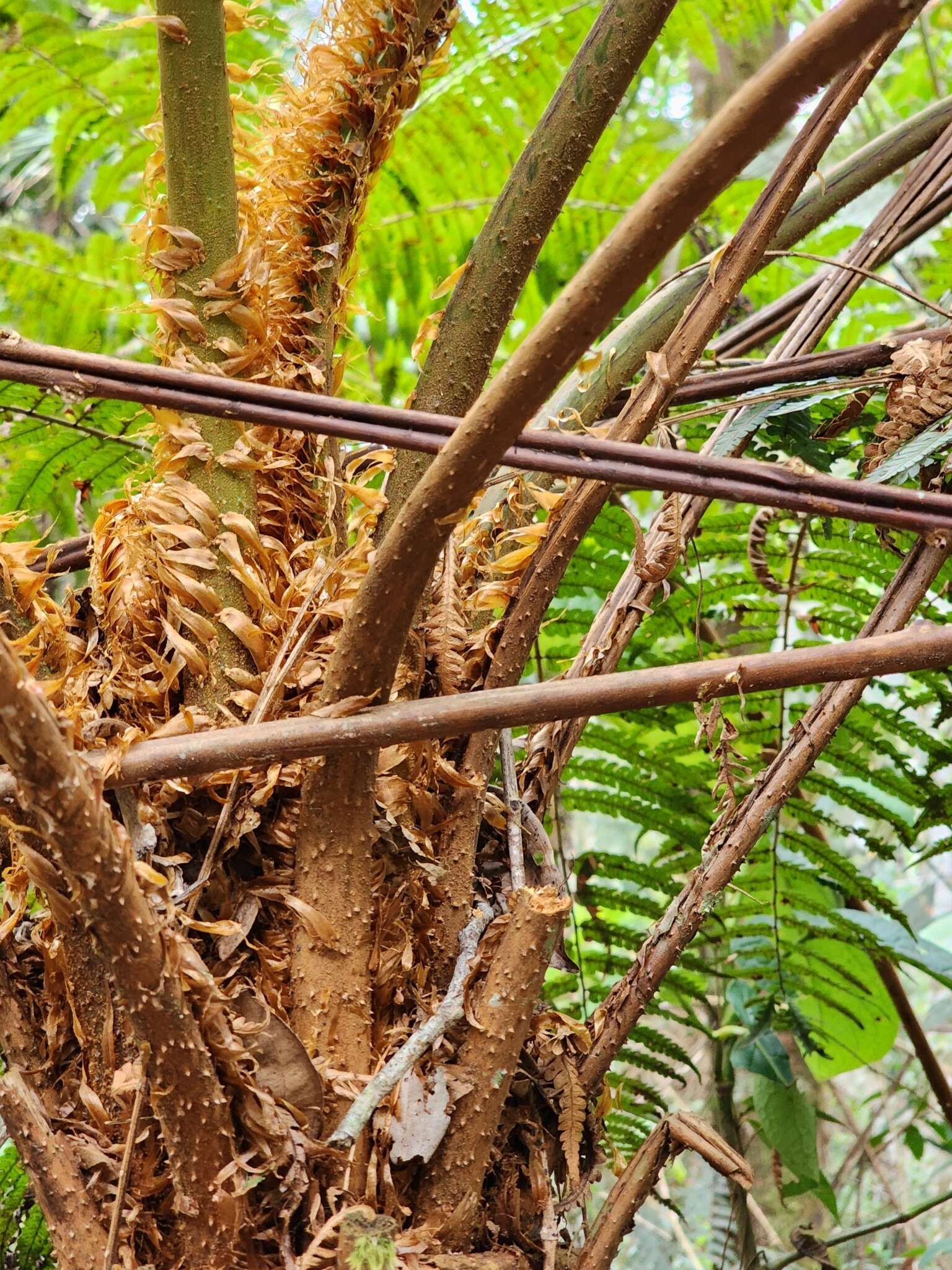 Image of Cyathea phalerata Mart.