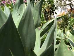 Image of Agave inaequidens K. Koch