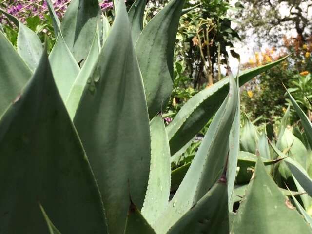 Image of Agave inaequidens K. Koch